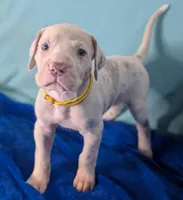 Coral, a female Great Dane for sale in Porter, TX – Photo 2 of 3