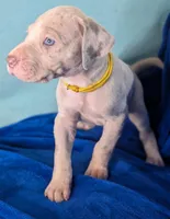 Coral, a female Great Dane for sale in Porter, TX – Photo 3 of 3