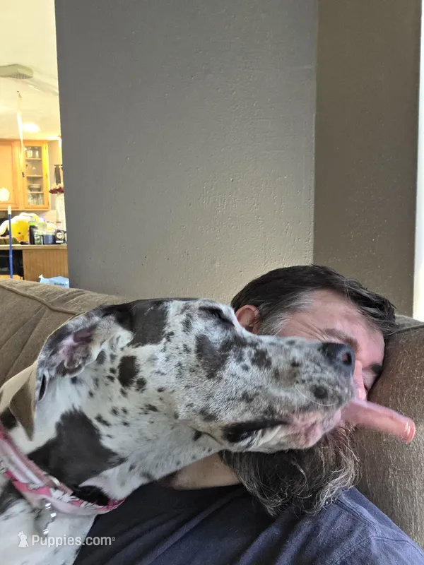 Duchess, a female Great Dane for sale in Porter, TX – Photo 1 of 2