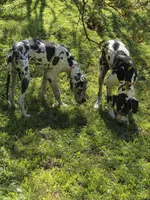 Duchess, a female Great Dane for sale in Porter, TX – Photo 2 of 2