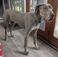 Dahlia, a female Great Dane for sale in Porter, TX – Photo 2 of 2