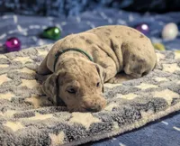 Darla, a female Great Dane for sale in Porter, TX – Photo 2 of 3