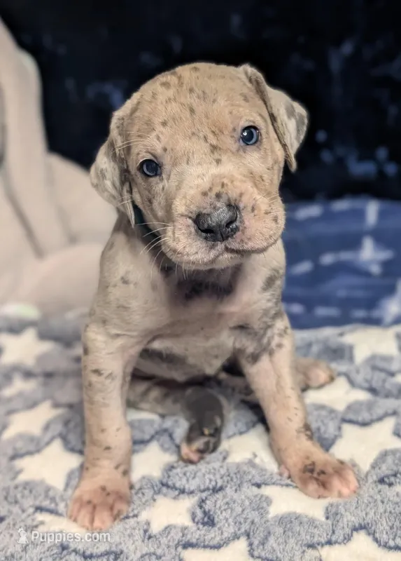 Darla – Great Dane puppy for sale in Porter, TX
