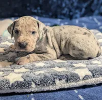 Darla, a female Great Dane for sale in Porter, TX – Photo 3 of 3