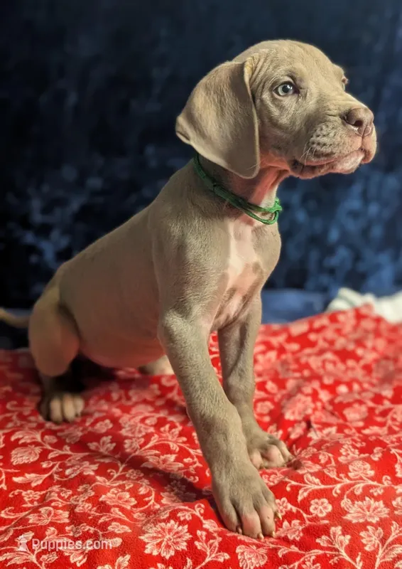 Dora – Great Dane puppy for sale in Porter, TX