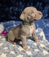 Dora, a female Great Dane for sale in Porter, TX – Photo 2 of 3