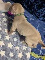 Dora, a female Great Dane for sale in Porter, TX – Photo 3 of 3