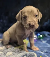 Dora, a female Great Dane for sale in Porter, TX – Photo 1 of 3