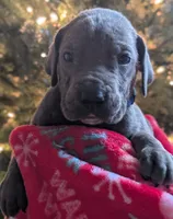 Bluey, a male Great Dane for sale in Porter, TX – Photo 2 of 4