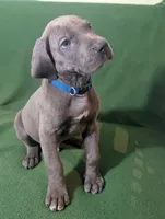 Bluey, a male Great Dane for sale in Porter, TX – Photo 4 of 4