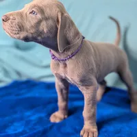 Chloe, a female Great Dane for sale in Porter, TX – Photo 3 of 3