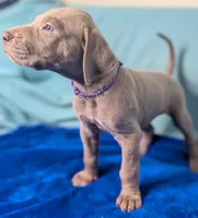 Chloe, a female Great Dane for sale in Porter, TX – Photo 3 of 3