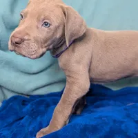 Chloe, a female Great Dane for sale in Porter, TX – Photo 2 of 3