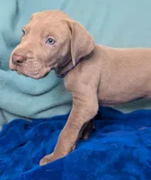 Chloe, a female Great Dane for sale in Porter, TX – Photo 2 of 3