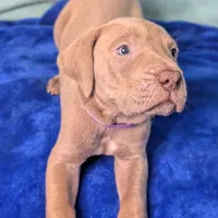 Chloe, a female Great Dane for sale in Porter, TX – Photo 1 of 3