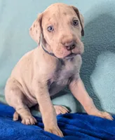 Ciara , a female Great Dane for sale in Porter, TX – Photo 2 of 3