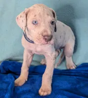 Ciara , a female Great Dane for sale in Porter, TX – Photo 1 of 3