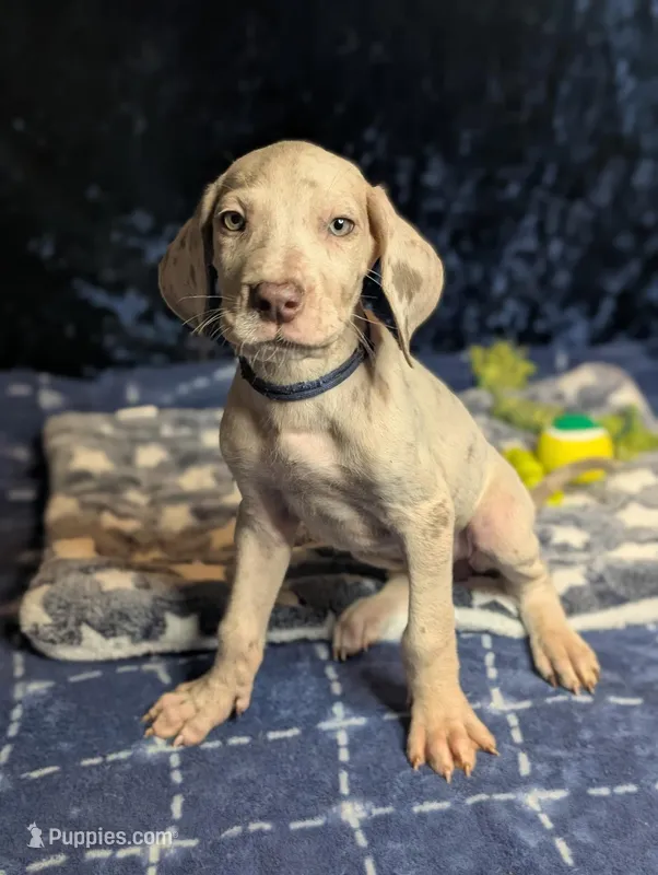 Ciara  – Great Dane puppy for sale in Porter, TX