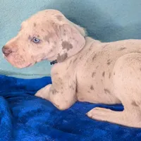 Ciara , a female Great Dane for sale in Porter, TX – Photo 3 of 3