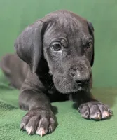 processed/4e6df4ee-388e-4033-98ab-b7d3e2003de2/listing/c3e817a0-5e52-4398-98b7-bc708240b977/cecac202-3b0a-4844-a0c3-98c7c450e5e1