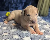 Dandy, a male Great Dane for sale in Porter, TX – Photo 2 of 3