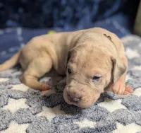 Dandy, a male Great Dane for sale in Porter, TX – Photo 3 of 3