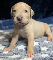 Dandy, a male Great Dane for sale in Porter, TX – Photo 1 of 3