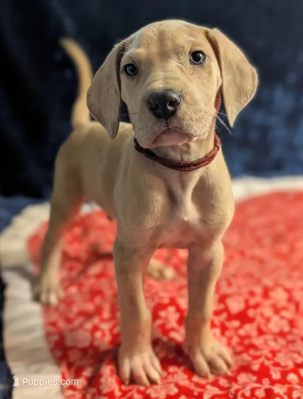 Dandy – Great Dane puppy for sale in Porter, TX