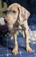 Ciara, a female Great Dane for sale in Porter, TX – Photo 3 of 5