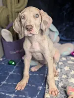 Ciara, a female Great Dane for sale in Porter, TX – Photo 2 of 5