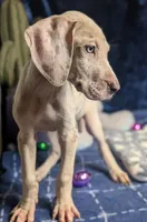 Ciara, a female Great Dane for sale in Porter, TX – Photo 1 of 5