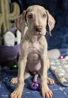 Ciara, a female Great Dane for sale in Porter, TX – Photo 5 of 5