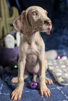 Ciara, a female Great Dane for sale in Porter, TX – Photo 4 of 5