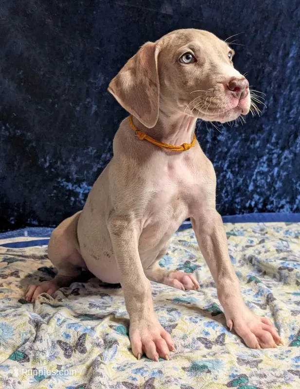 Daphne – Great Dane puppy for sale in Porter, TX