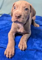 Charity, a female Great Dane for sale in Porter, TX – Photo 1 of 3