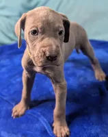 Charity, a female Great Dane for sale in Porter, TX – Photo 2 of 3