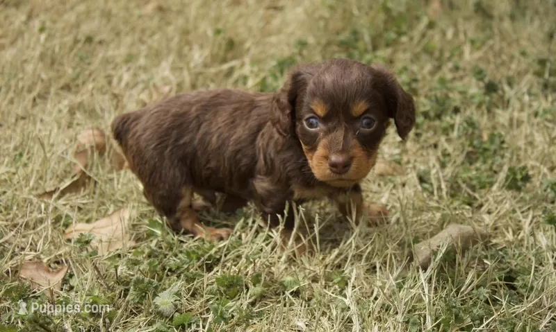 Milo – Dachshund puppy for sale in Guymon, OK