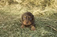 Milo, a male Dachshund for sale in Guymon, OK – Photo 1 of 3