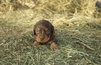 Milo, a male Dachshund for sale in Guymon, OK – Photo 2 of 3