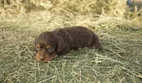 Milo, a male Dachshund for sale in Guymon, OK – Photo 3 of 3