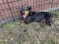 Linda, a female Miniature Dachshund for sale in Guymon, OK – Photo 4 of 4