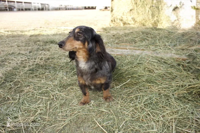 Linda – Miniature Dachshund puppy for sale in Guymon, OK