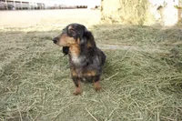 Linda, a female Miniature Dachshund for sale in Guymon, OK – Photo 1 of 4
