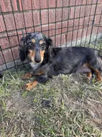 Linda, a female Miniature Dachshund for sale in Guymon, OK – Photo 3 of 4