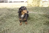 Linda, a female Miniature Dachshund for sale in Guymon, OK – Photo 2 of 4