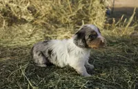 Louie, a male Dachshund for sale in Guymon, OK – Photo 4 of 5