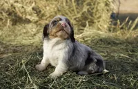 Louie, a male Dachshund for sale in Guymon, OK – Photo 1 of 5