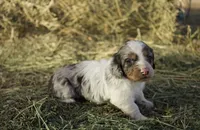 Louie, a male Dachshund for sale in Guymon, OK – Photo 2 of 5