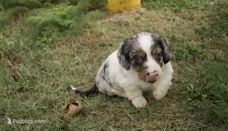Louie – Dachshund puppy for sale in Guymon, OK