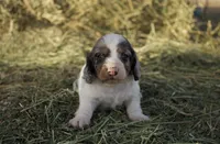 Louie, a male Dachshund for sale in Guymon, OK – Photo 3 of 5